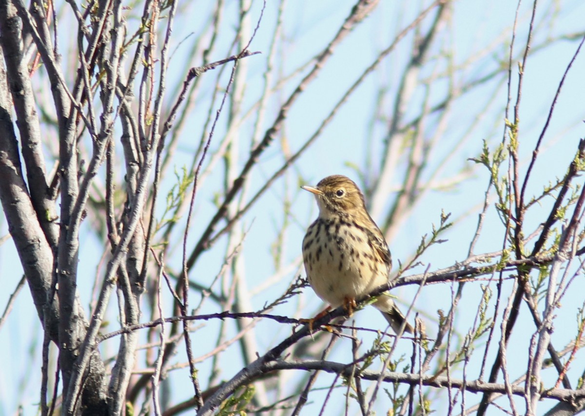 Meadow Pipit - ML617472348