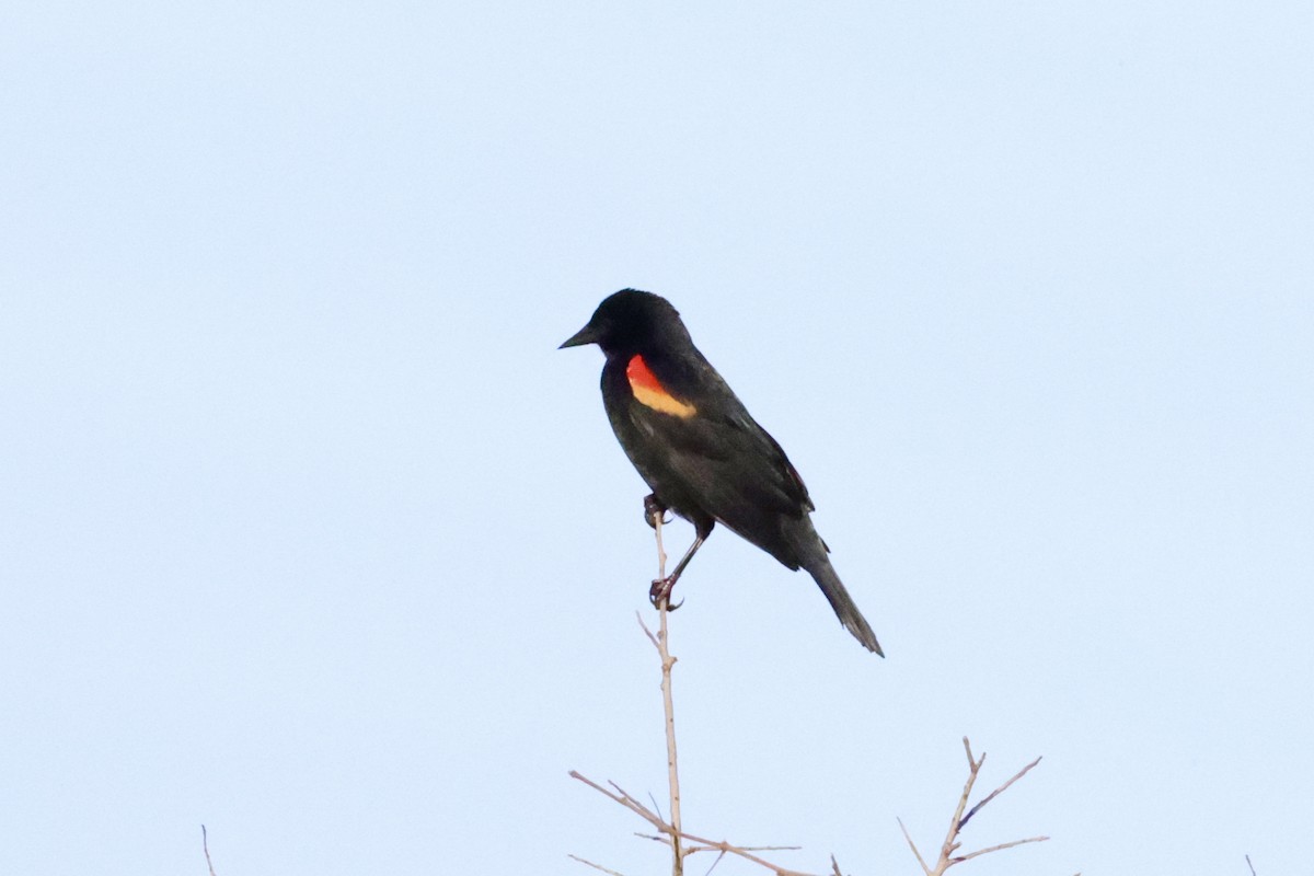 Red-winged Blackbird - ML617472398