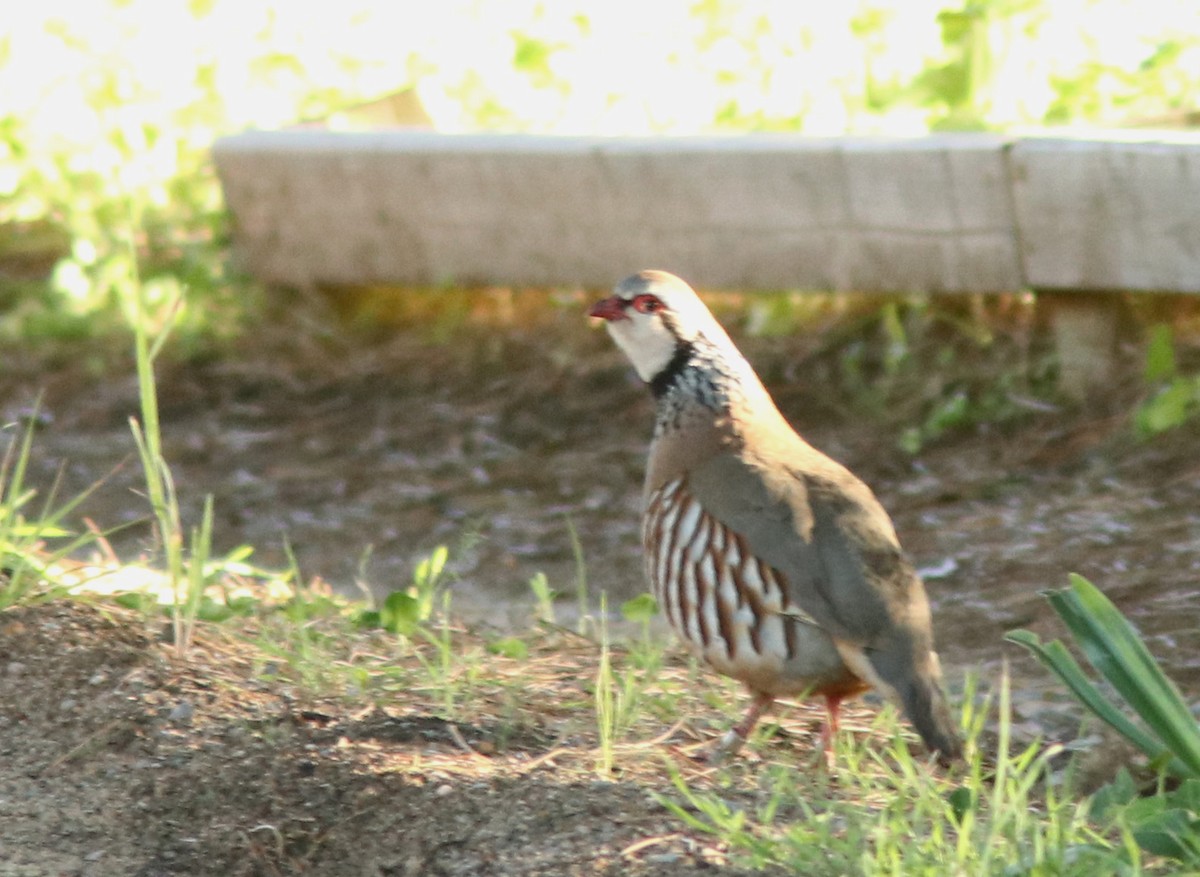 Red-legged Partridge - Real Gauthier