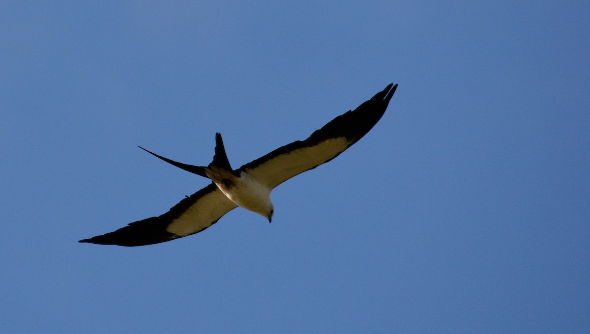 Swallow-tailed Kite - John Whitehead