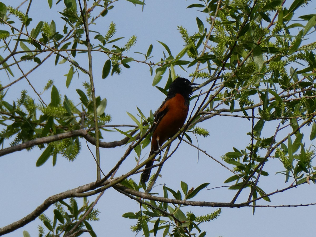 Orchard Oriole - ML617472428