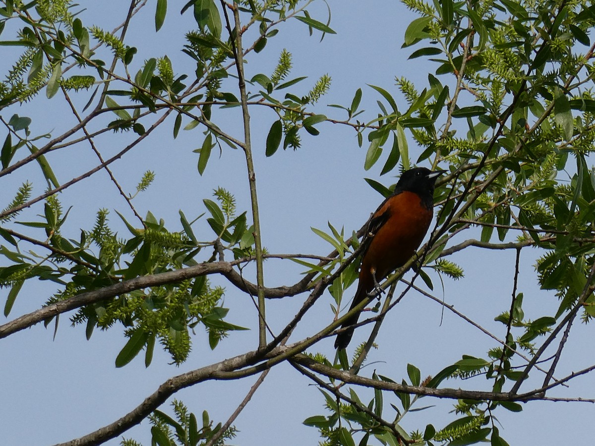 Orchard Oriole - ML617472429