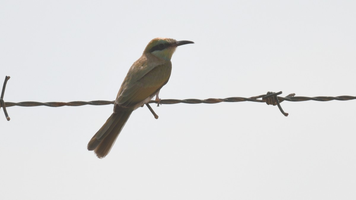 Arabian Green Bee-eater - ML617472430