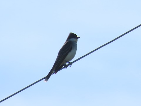 Eastern Kingbird - Ruth Bergstrom