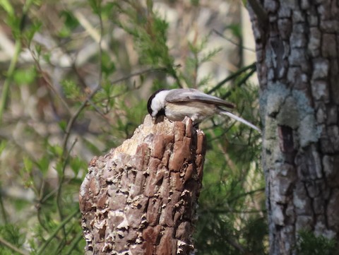 Carolina Chickadee - Ruth Bergstrom