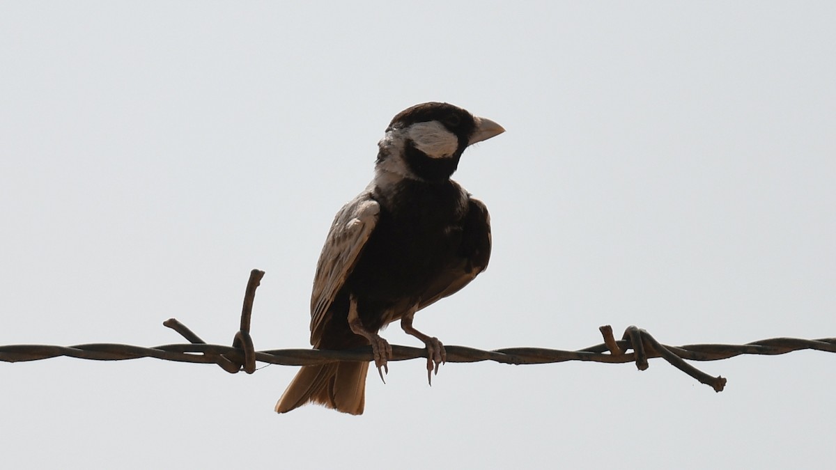 Black-crowned Sparrow-Lark - ML617472617