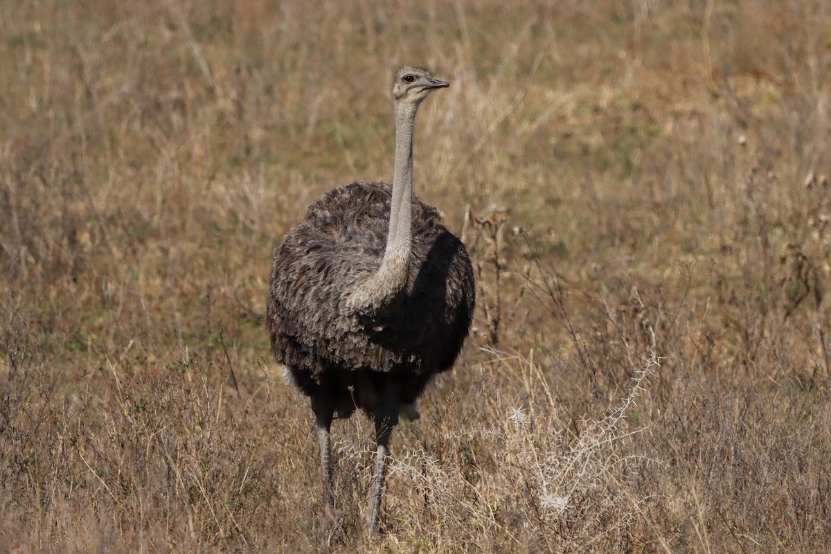 Common Ostrich - ML617472735