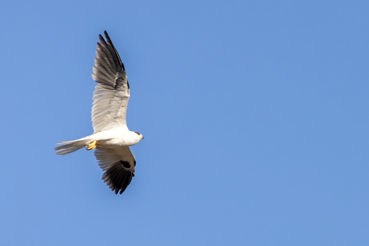 White-tailed Kite - ML617472782