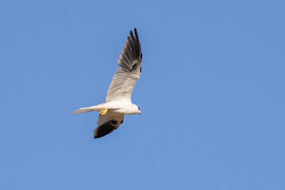 White-tailed Kite - ML617472788
