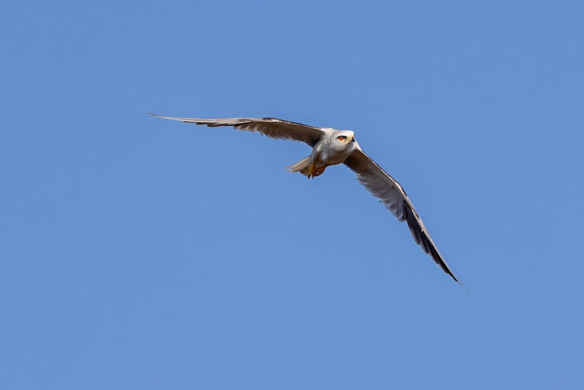 White-tailed Kite - ML617472790