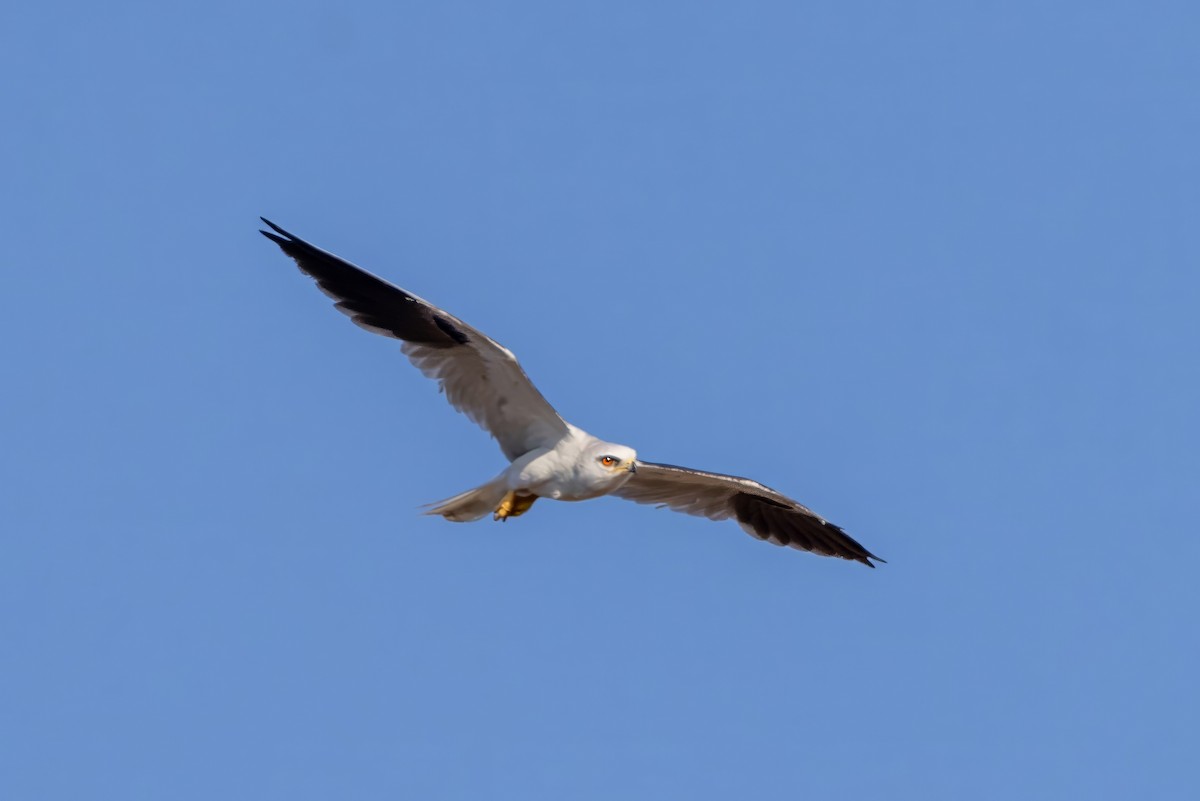 White-tailed Kite - ML617472792