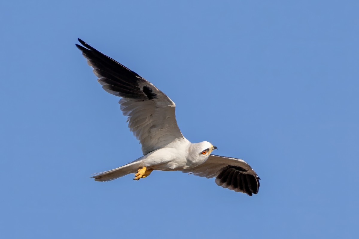 White-tailed Kite - ML617472796