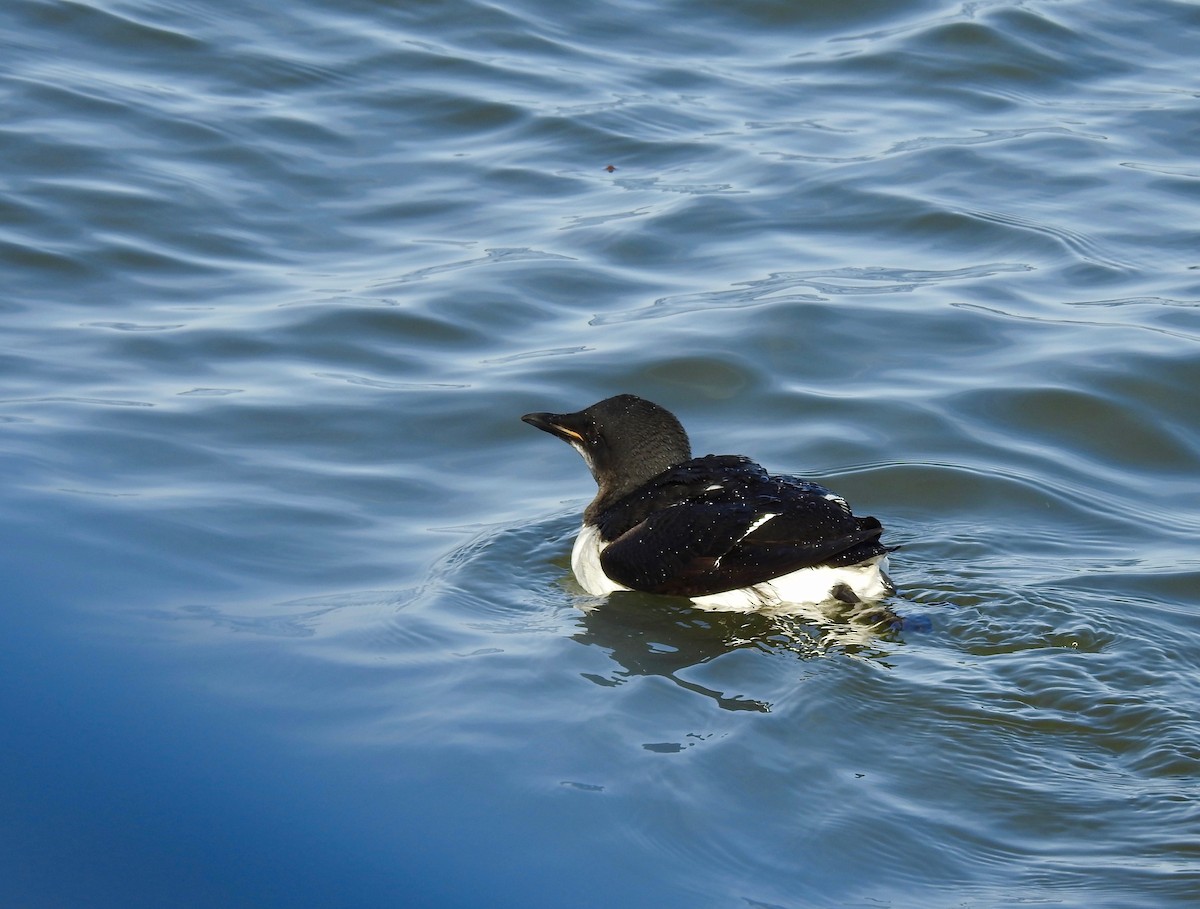 Thick-billed Murre - ML617472797