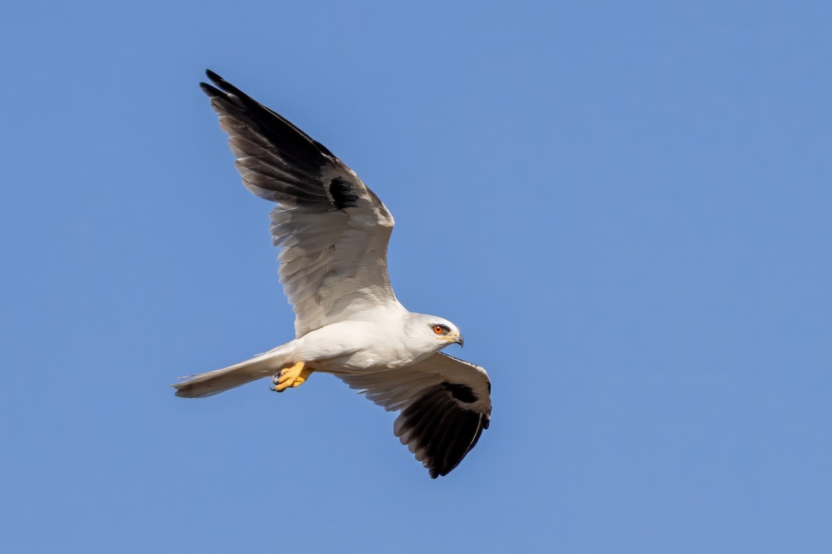 White-tailed Kite - ML617472798