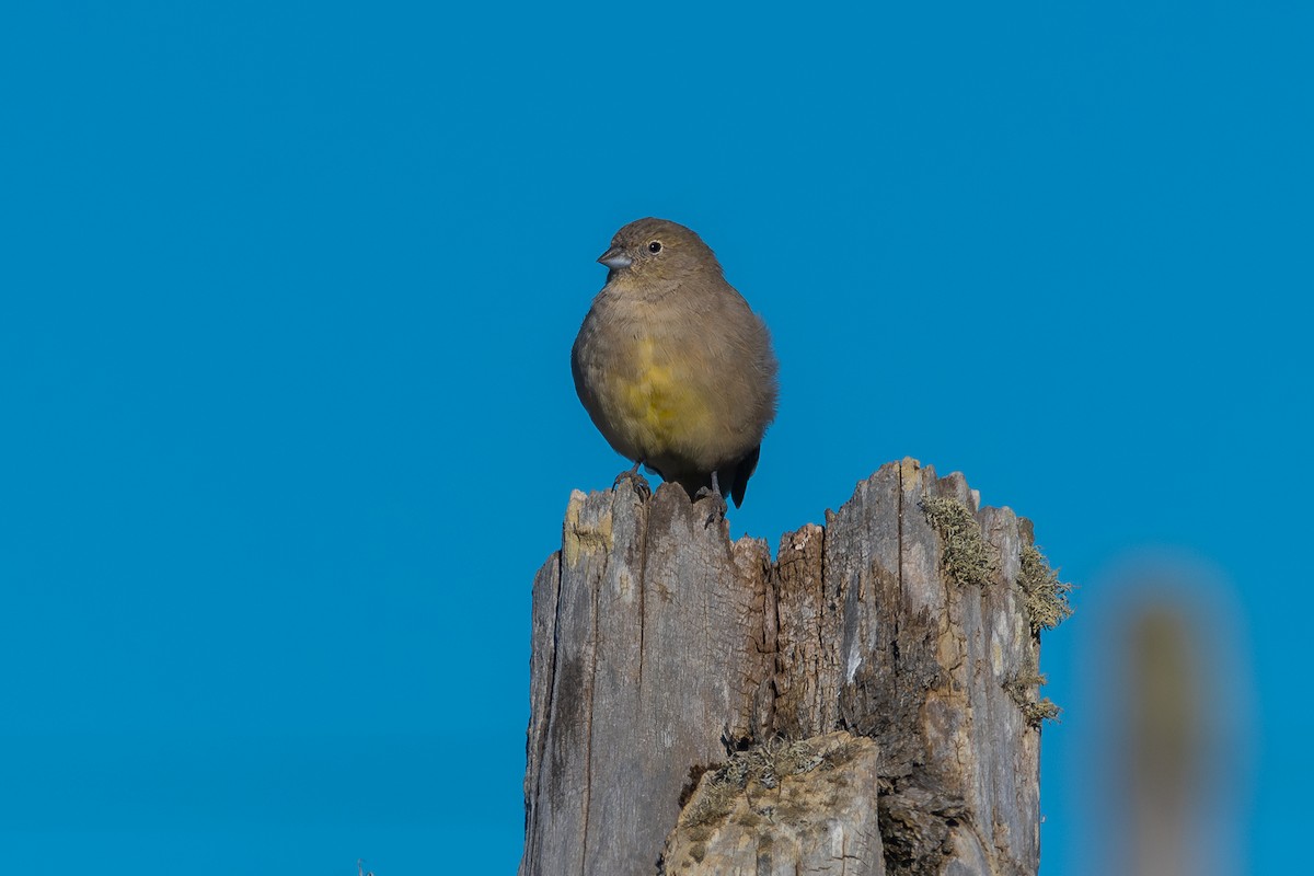 Patagonian Yellow-Finch - ML617472801