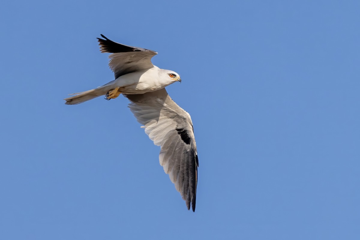 White-tailed Kite - Sandy & Bob Sipe
