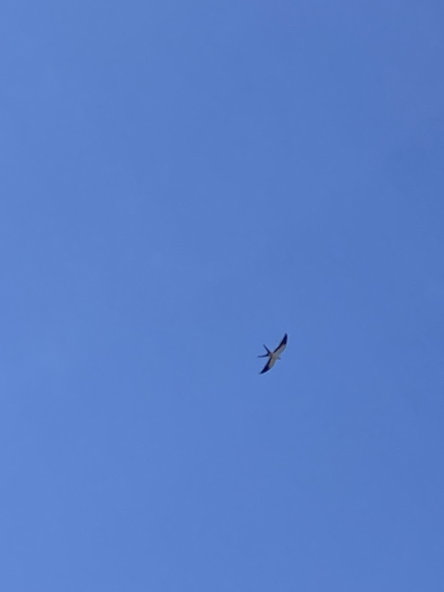 Swallow-tailed Kite - ML617472854
