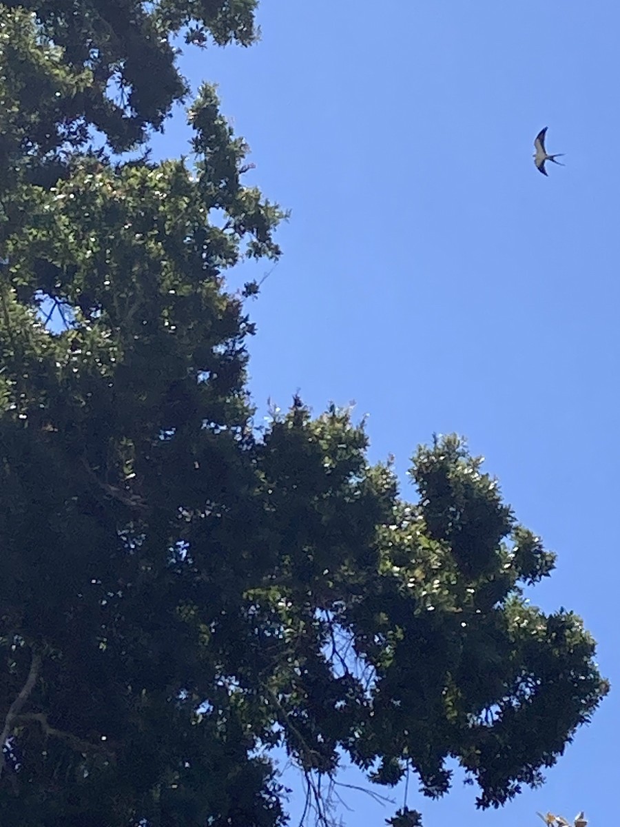 Swallow-tailed Kite - ML617472857