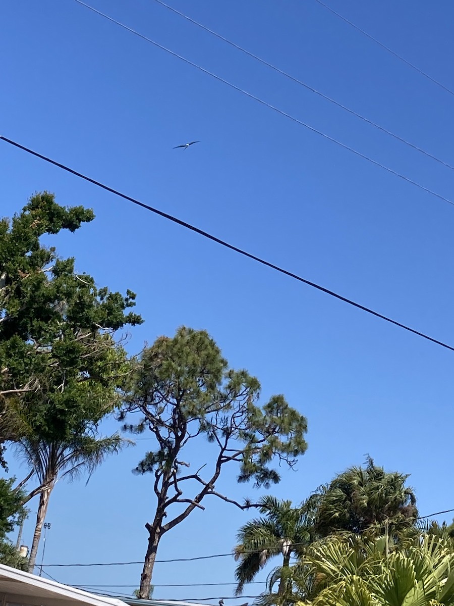 Swallow-tailed Kite - ML617472858
