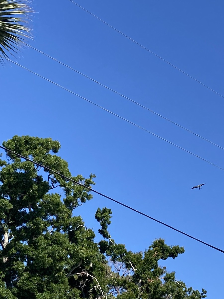 Swallow-tailed Kite - Dennis S Main