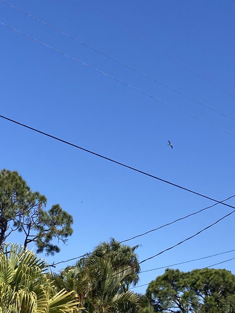 Swallow-tailed Kite - ML617472861