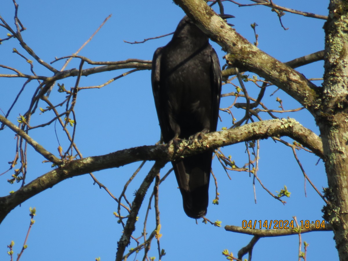 American/Fish Crow - jack paul