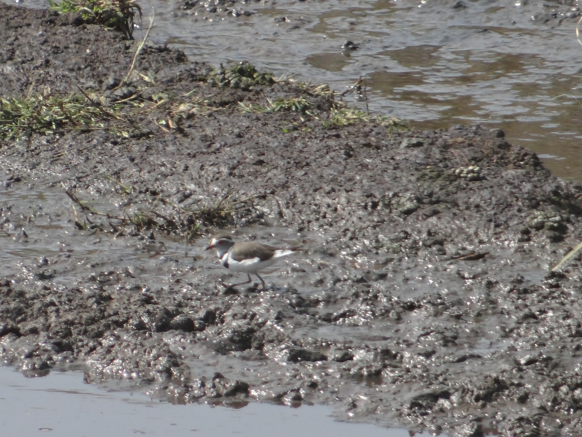 Three-banded Plover - ML617472964