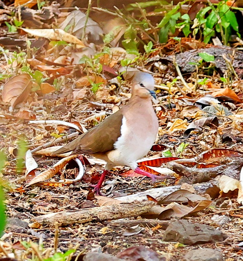 Гренадская голубка - ML617473091