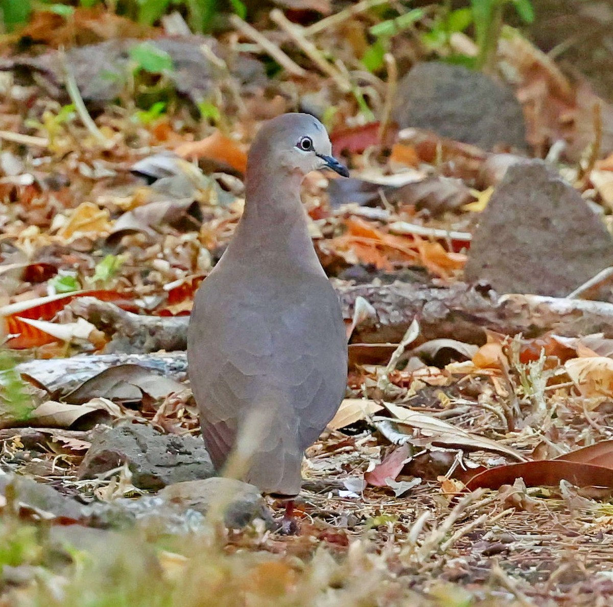 Grenada Dove - ML617473094