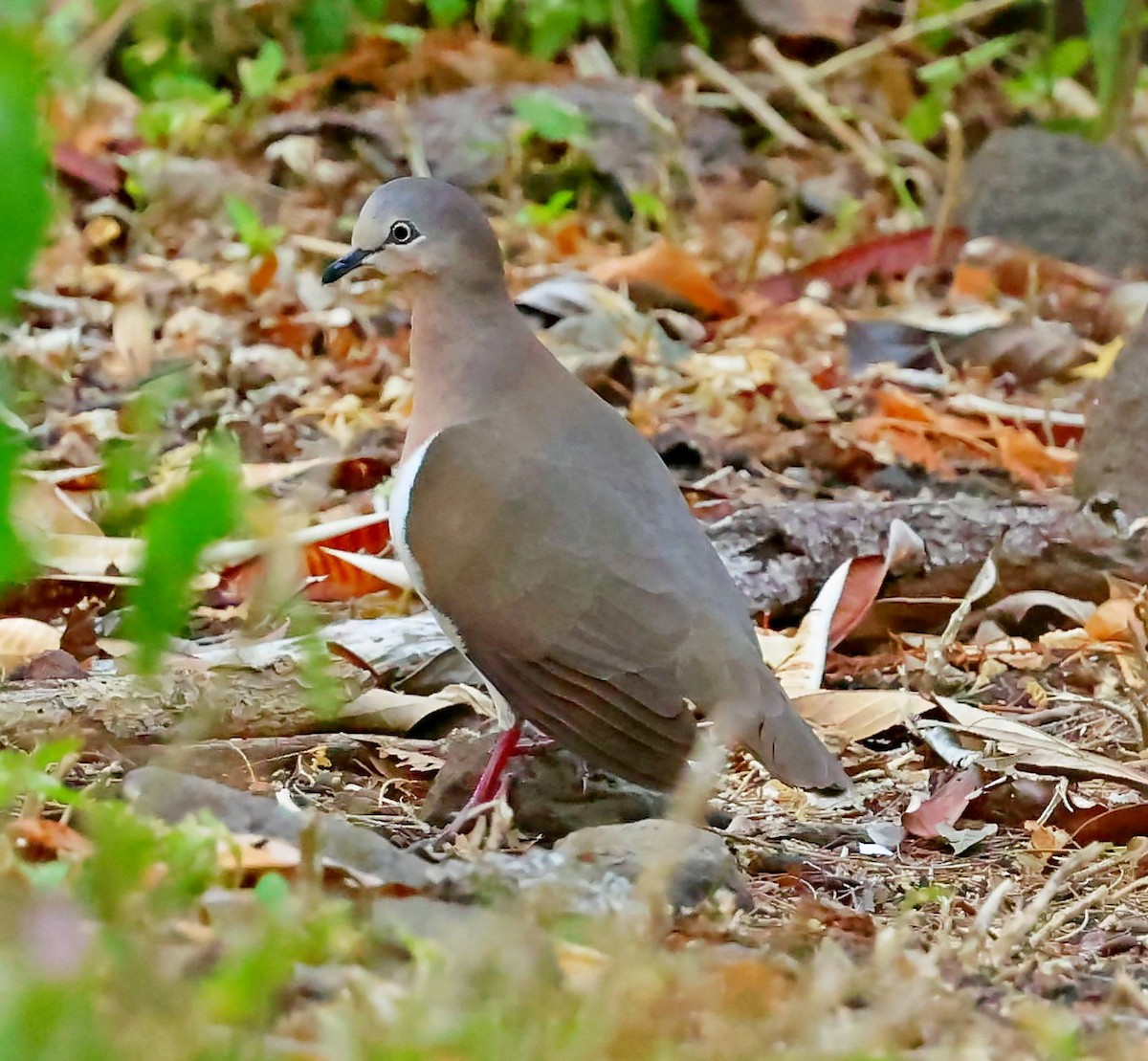 Grenada Dove - ML617473096