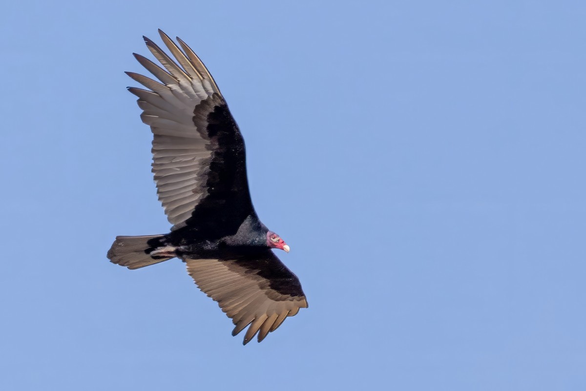 Turkey Vulture - ML617473144