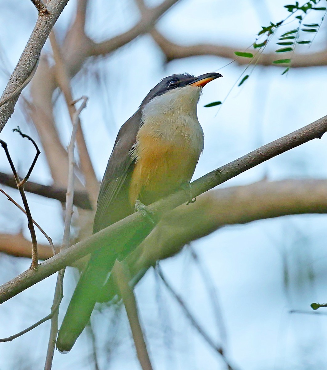 Mangrove Cuckoo - ML617473236