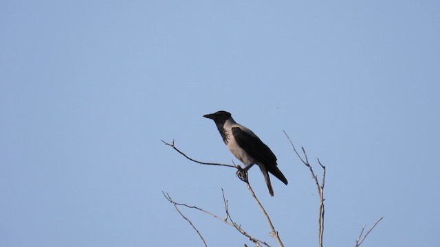 Hooded Crow - ML617473260