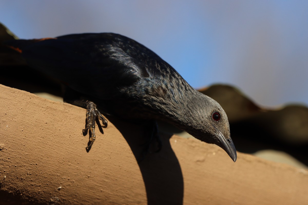 Red-winged Starling - ML617473273