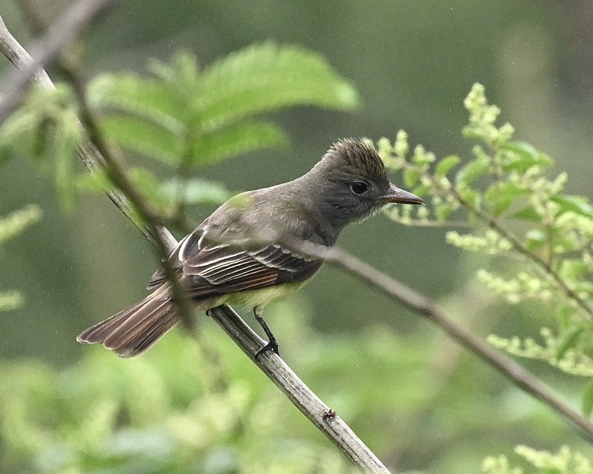 Great Crested Flycatcher - ML617473274