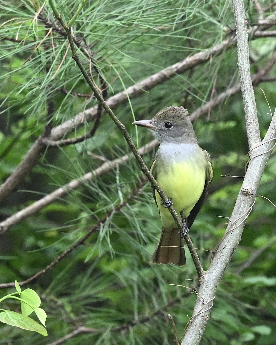 Great Crested Flycatcher - ML617473275