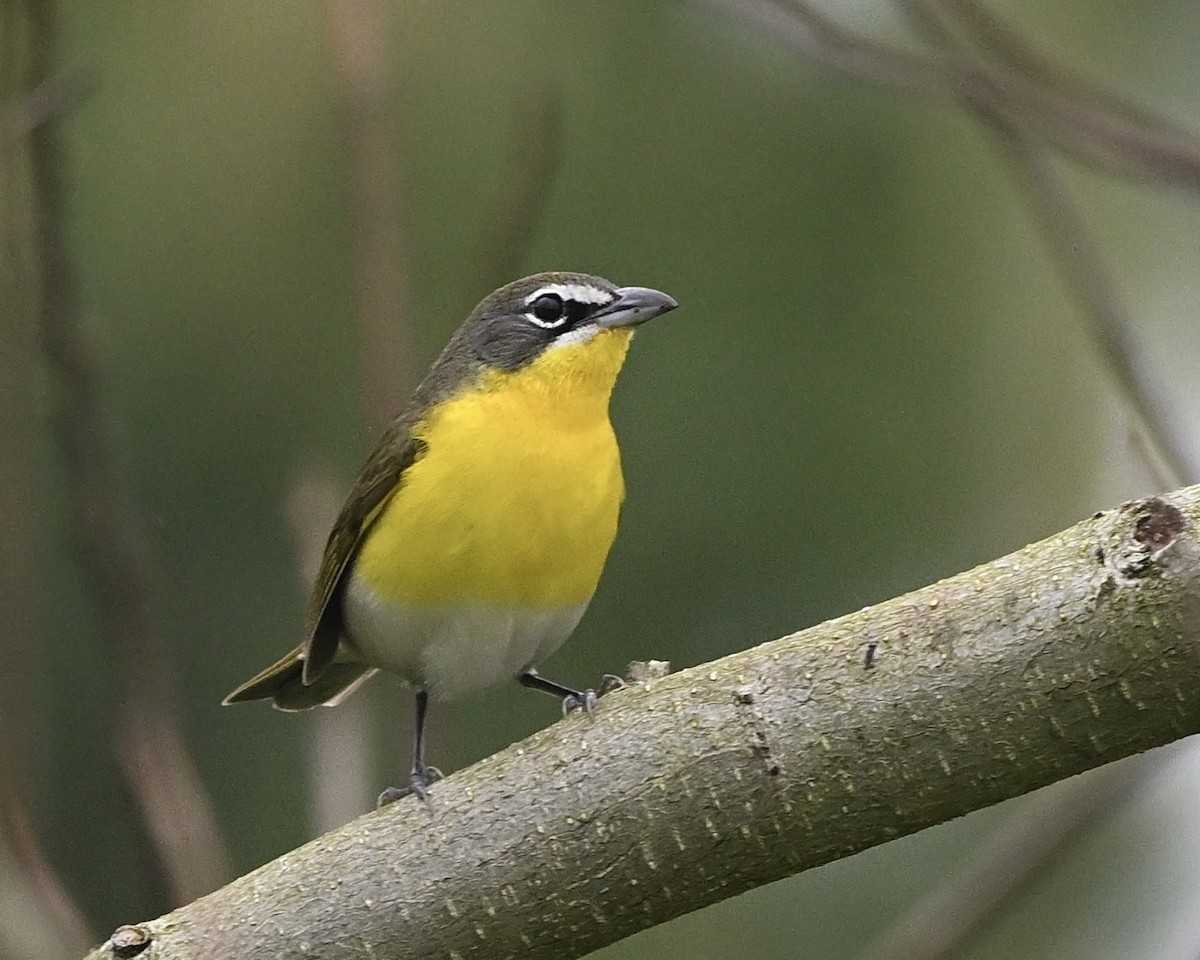 Yellow-breasted Chat - ML617473295