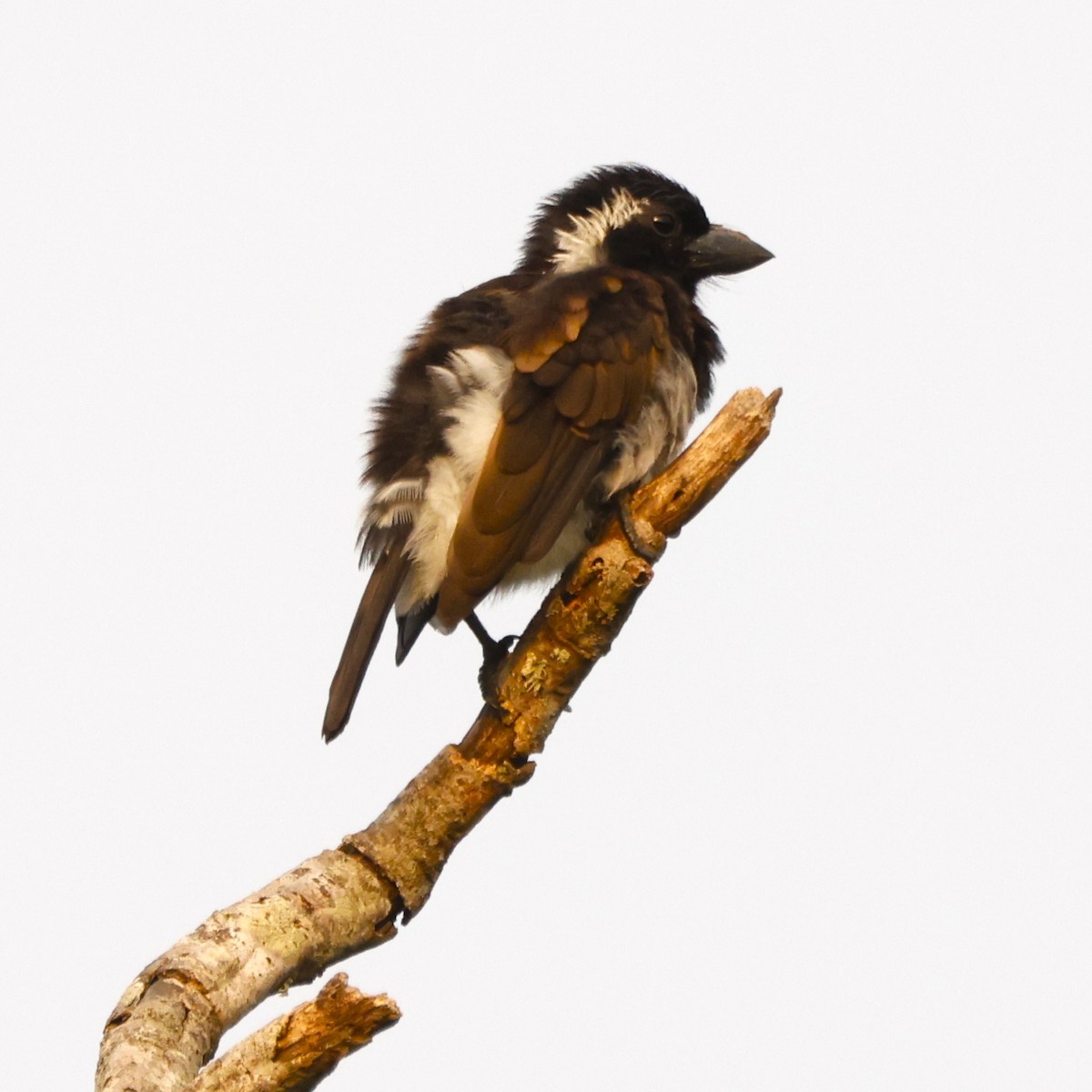 Weißohr-Bartvogel (leucotis/kilimensis) - ML617473311