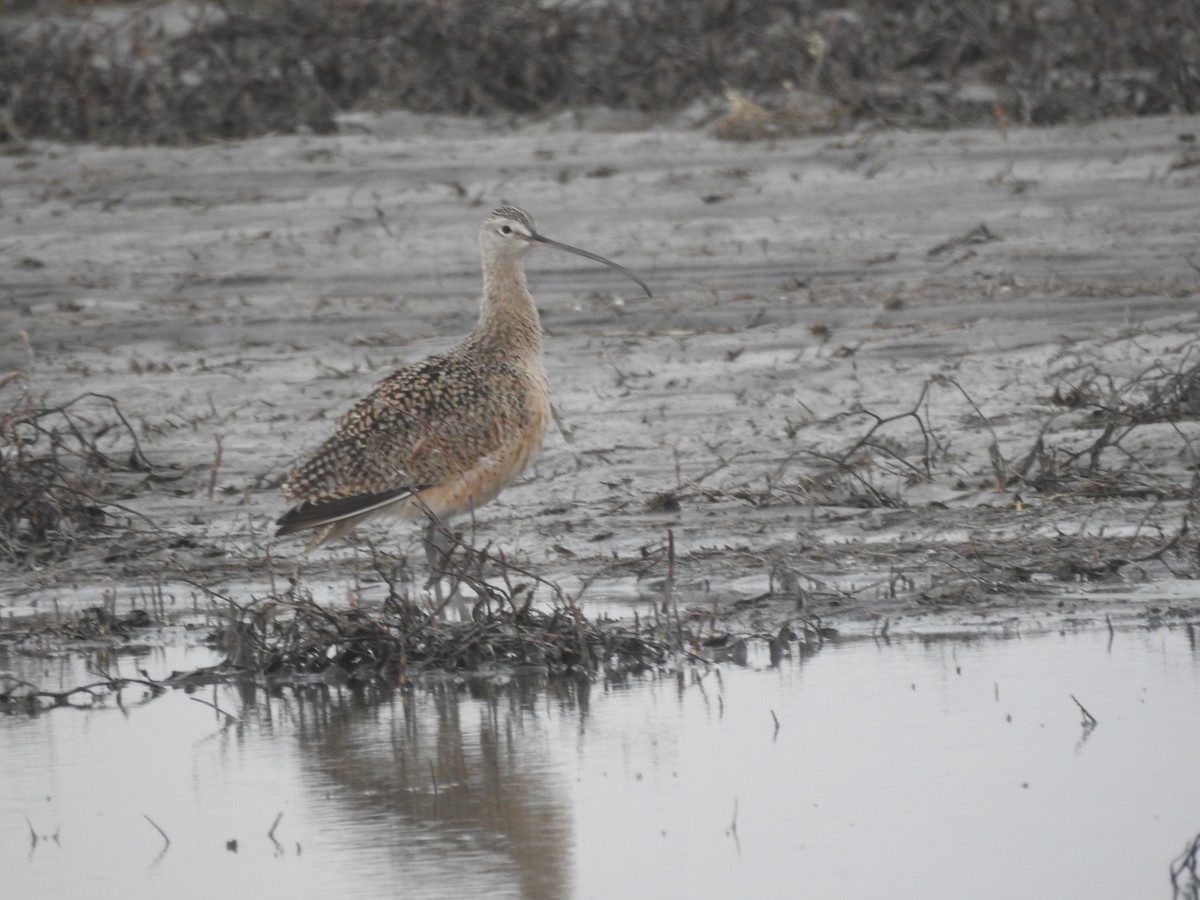 Long-billed Curlew - ML617473346