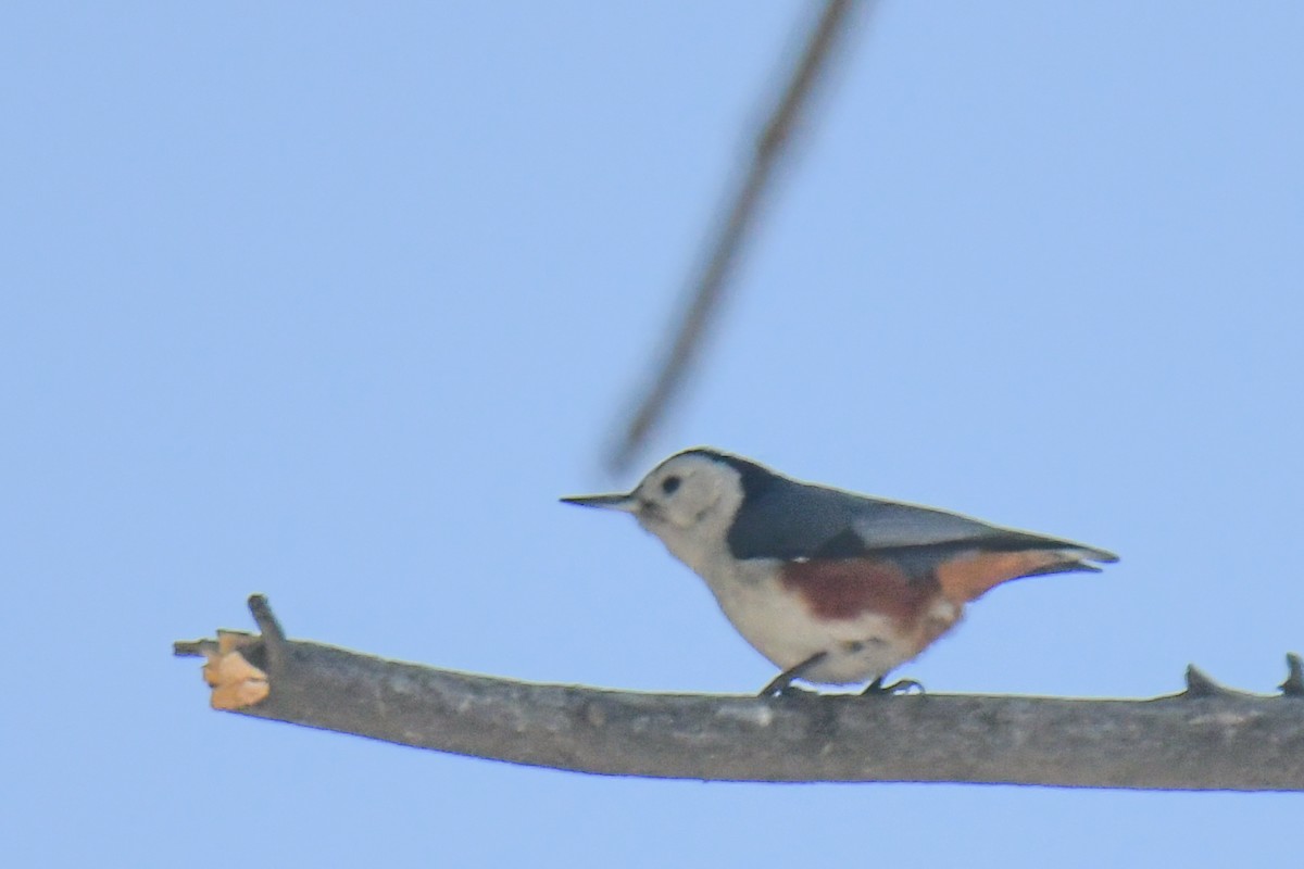 White-cheeked Nuthatch - Sourashis Mukhopadhyay