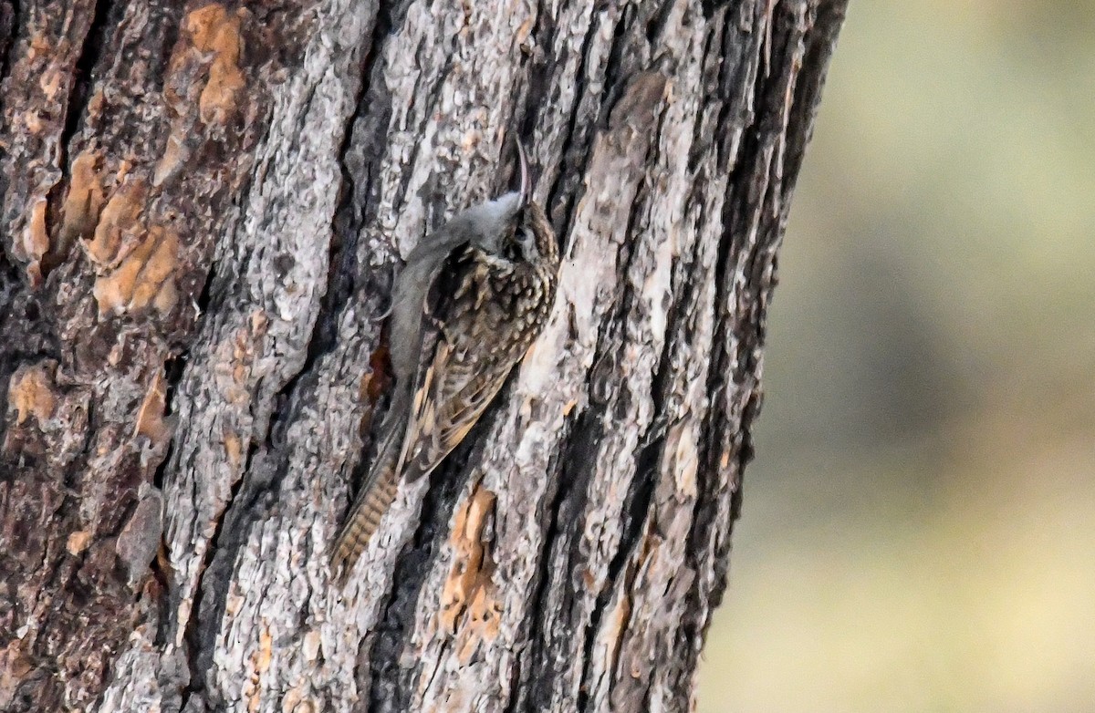 Bar-tailed Treecreeper - Sourashis Mukhopadhyay