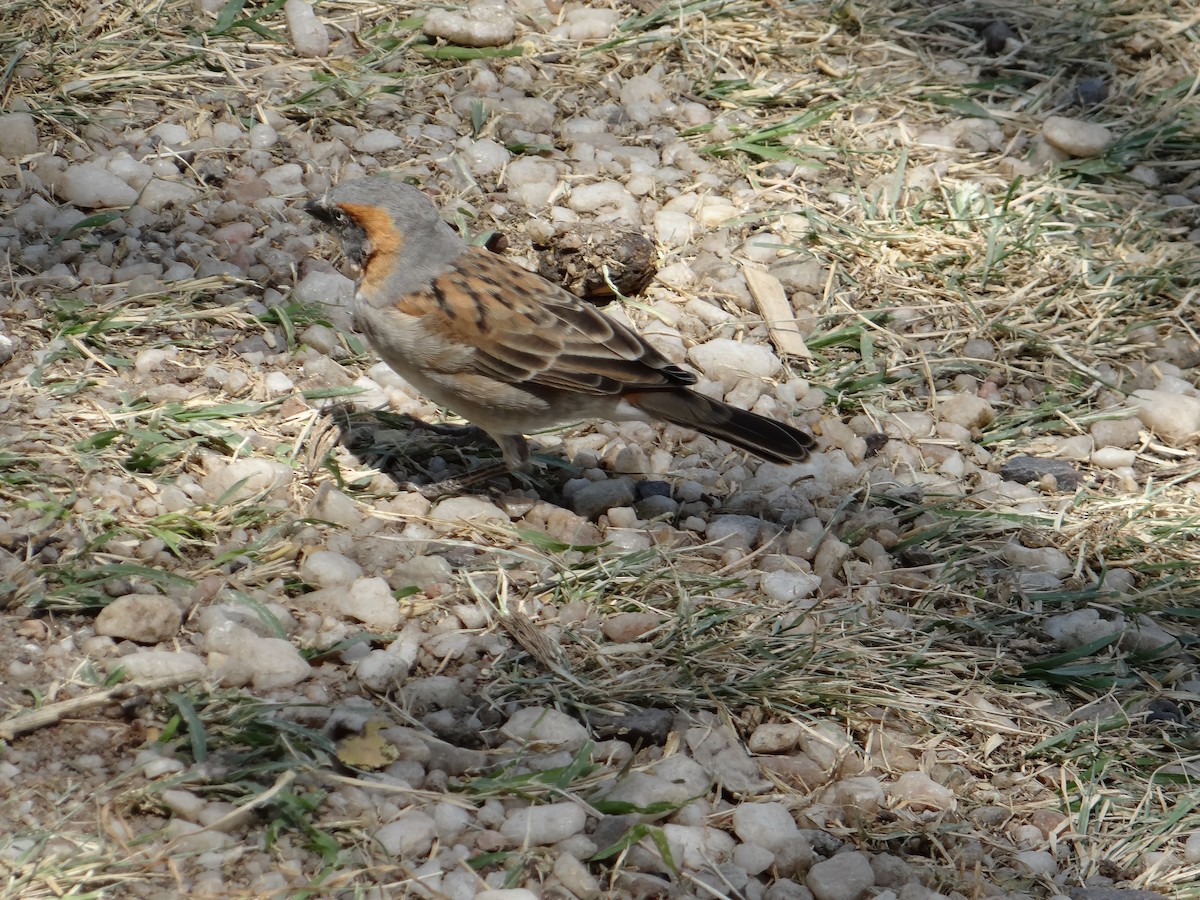 Kenya Rufous Sparrow - ML617473387