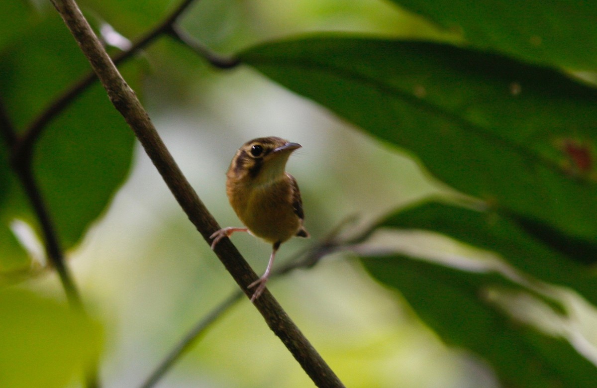 White-throated Spadebill - Andre Moncrieff