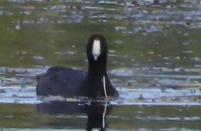 American Coot (Red-shielded) - ML617473443