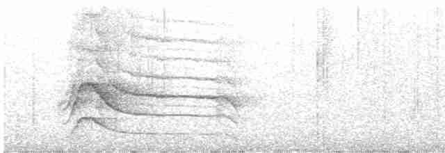 Yol Şahini [magnirostris grubu] - ML617473482