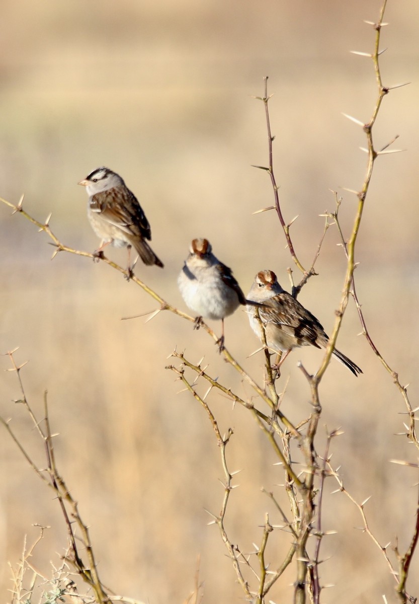 White-crowned Sparrow - ML617473603