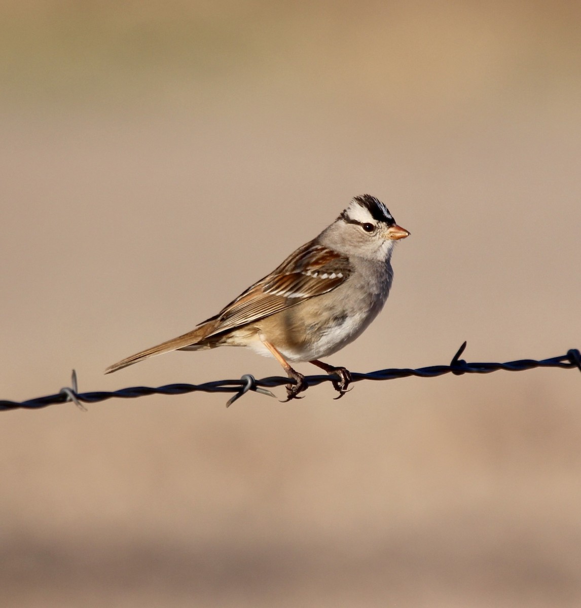 White-crowned Sparrow - ML617473604