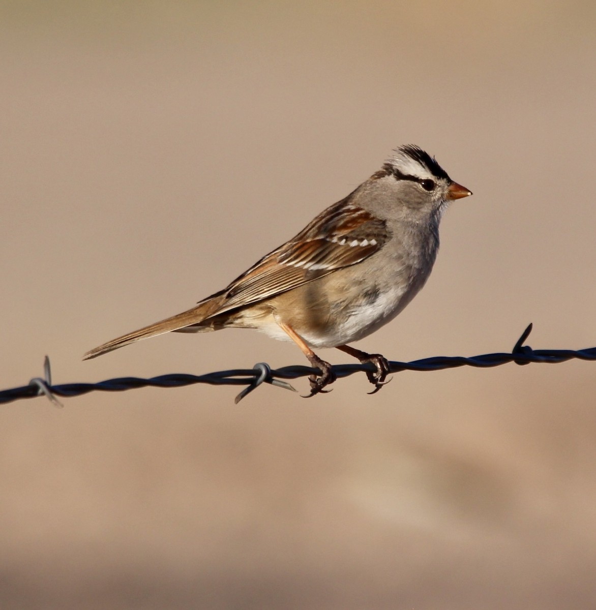 White-crowned Sparrow - ML617473605