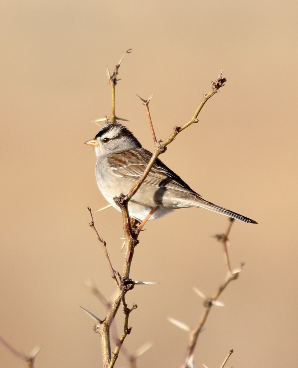 White-crowned Sparrow - Keith Breen