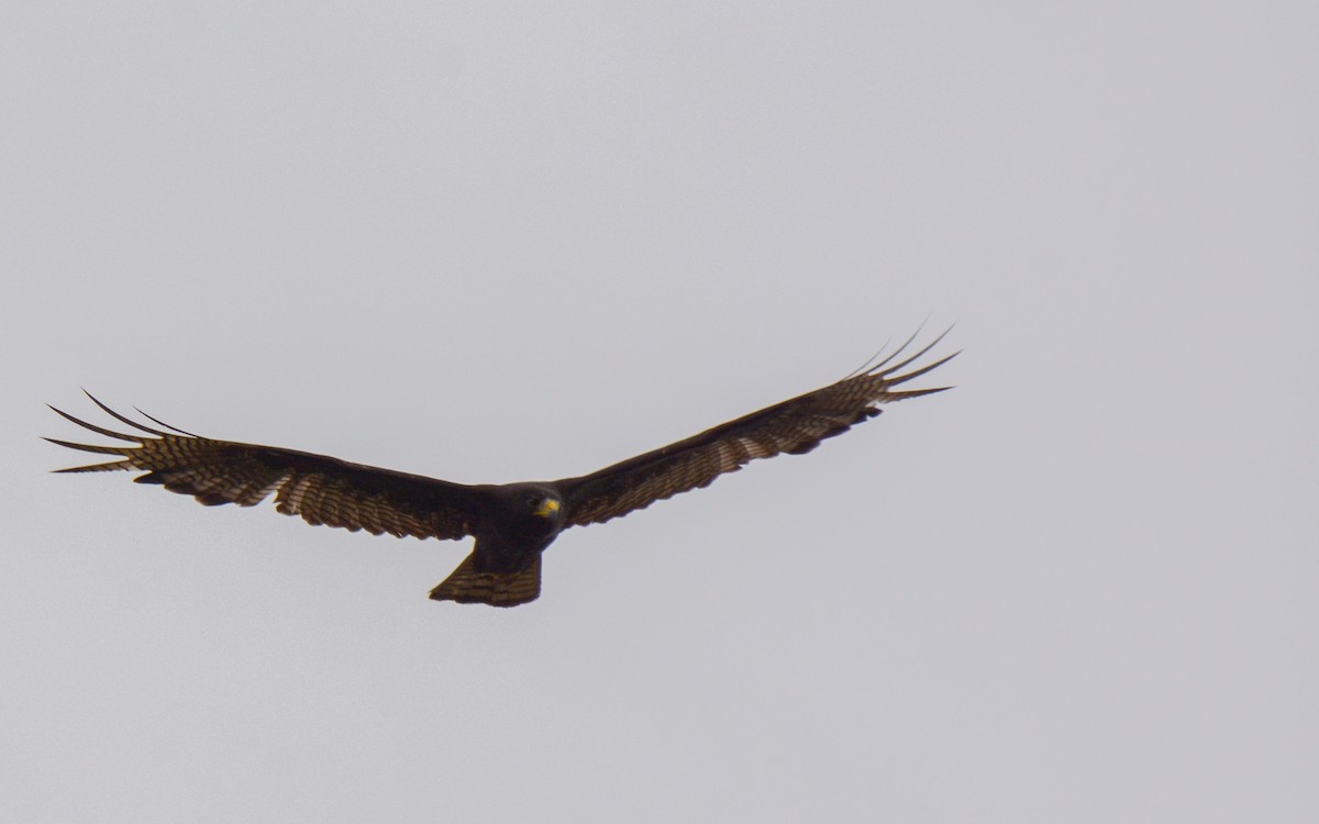 Zone-tailed Hawk - ML617473641